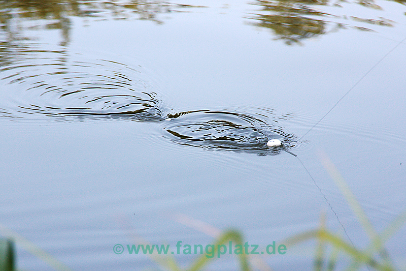 Forellensee-Forellen im Sommer trotzdem überlisten