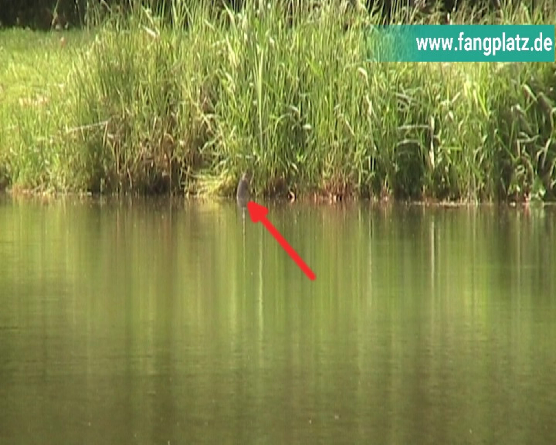 Gras fressende Karpfen
