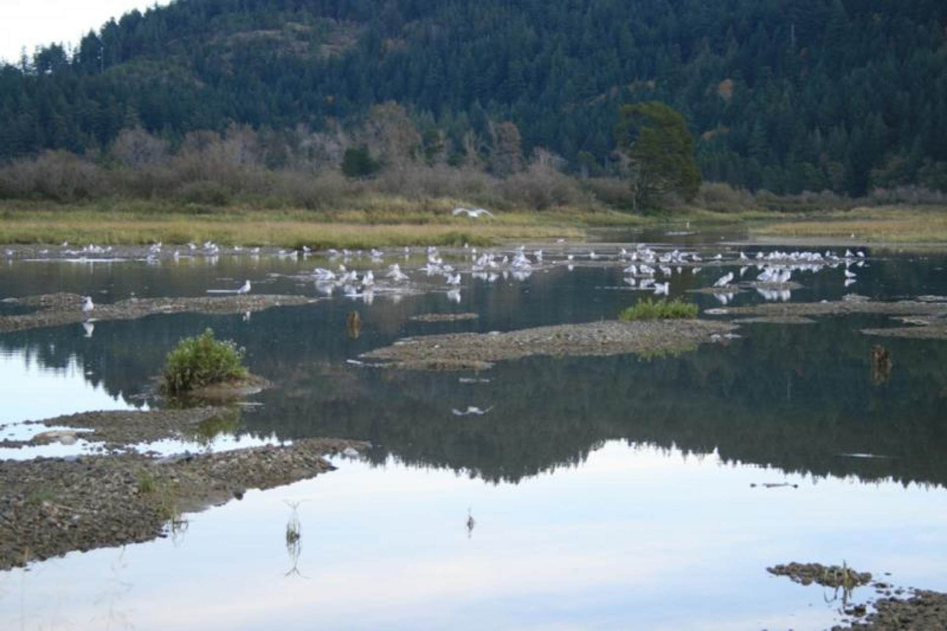 Tag 6 - Kanada: Reisetagebuch vom Stör- und Lachsangeln im Fraser River 