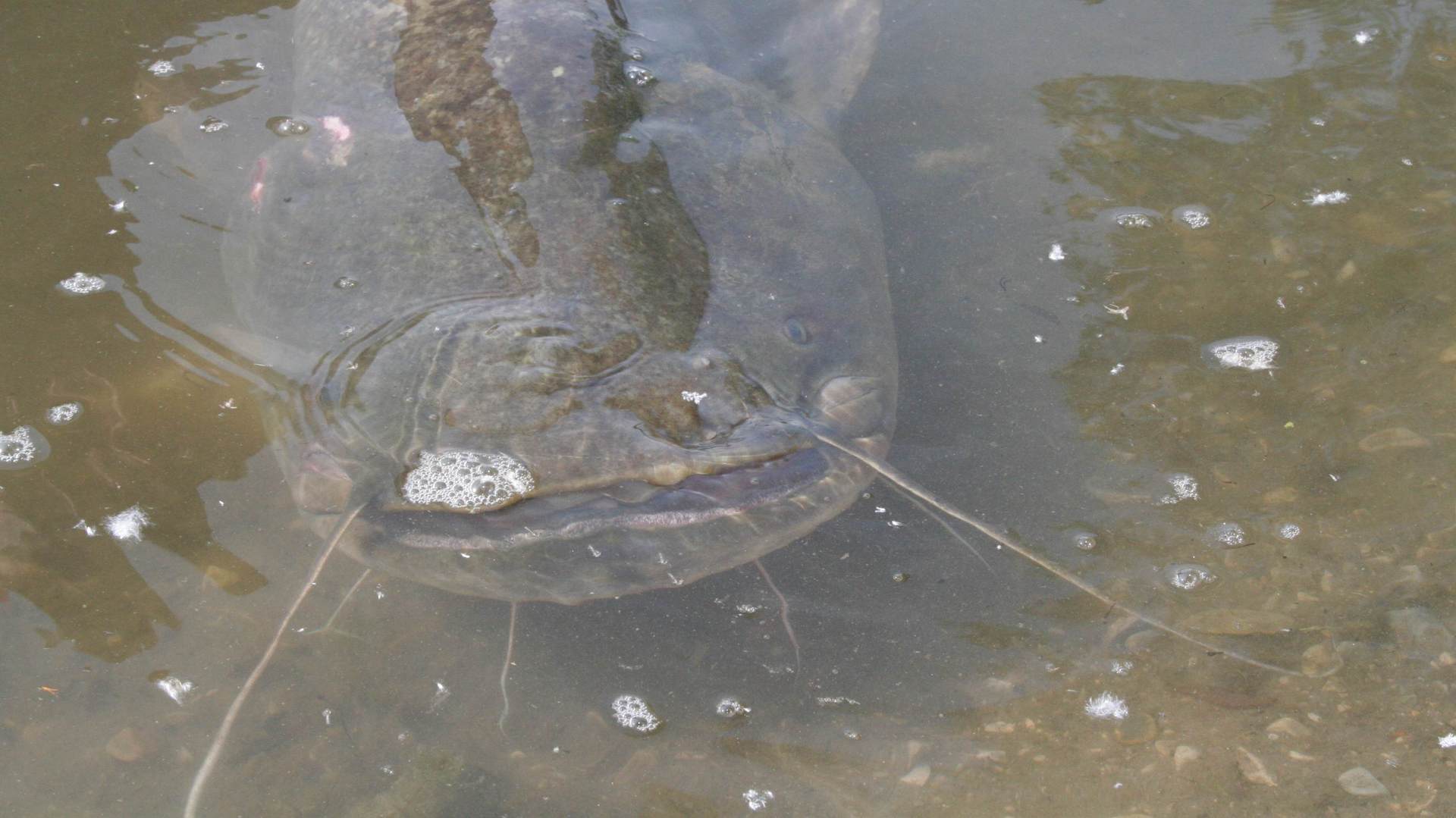  Wie kommt der Waller in den See?