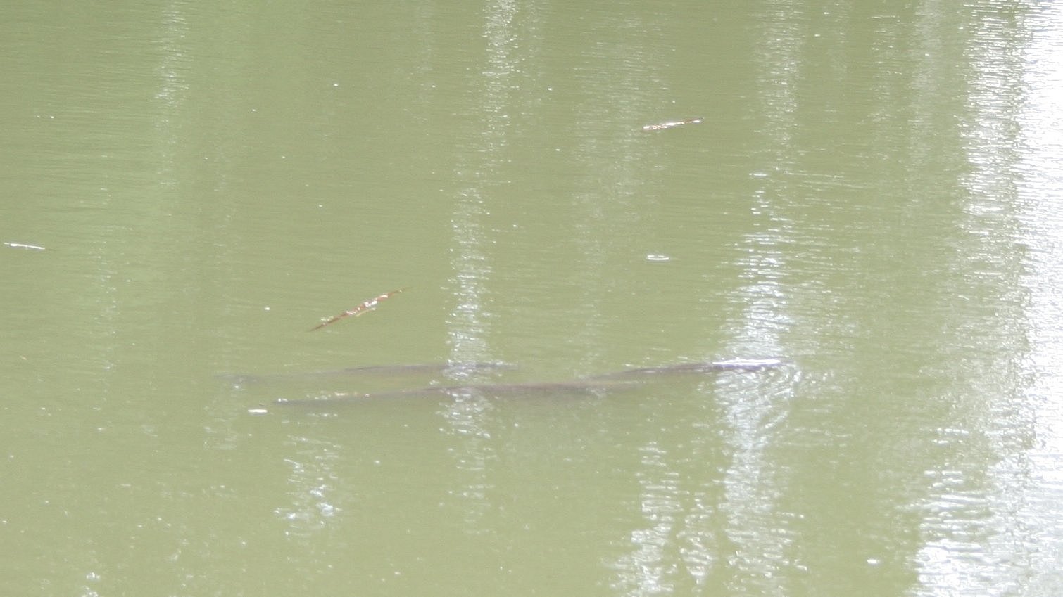 Studie: Enten bringen Karpfen in jedes Gew&auml;sser