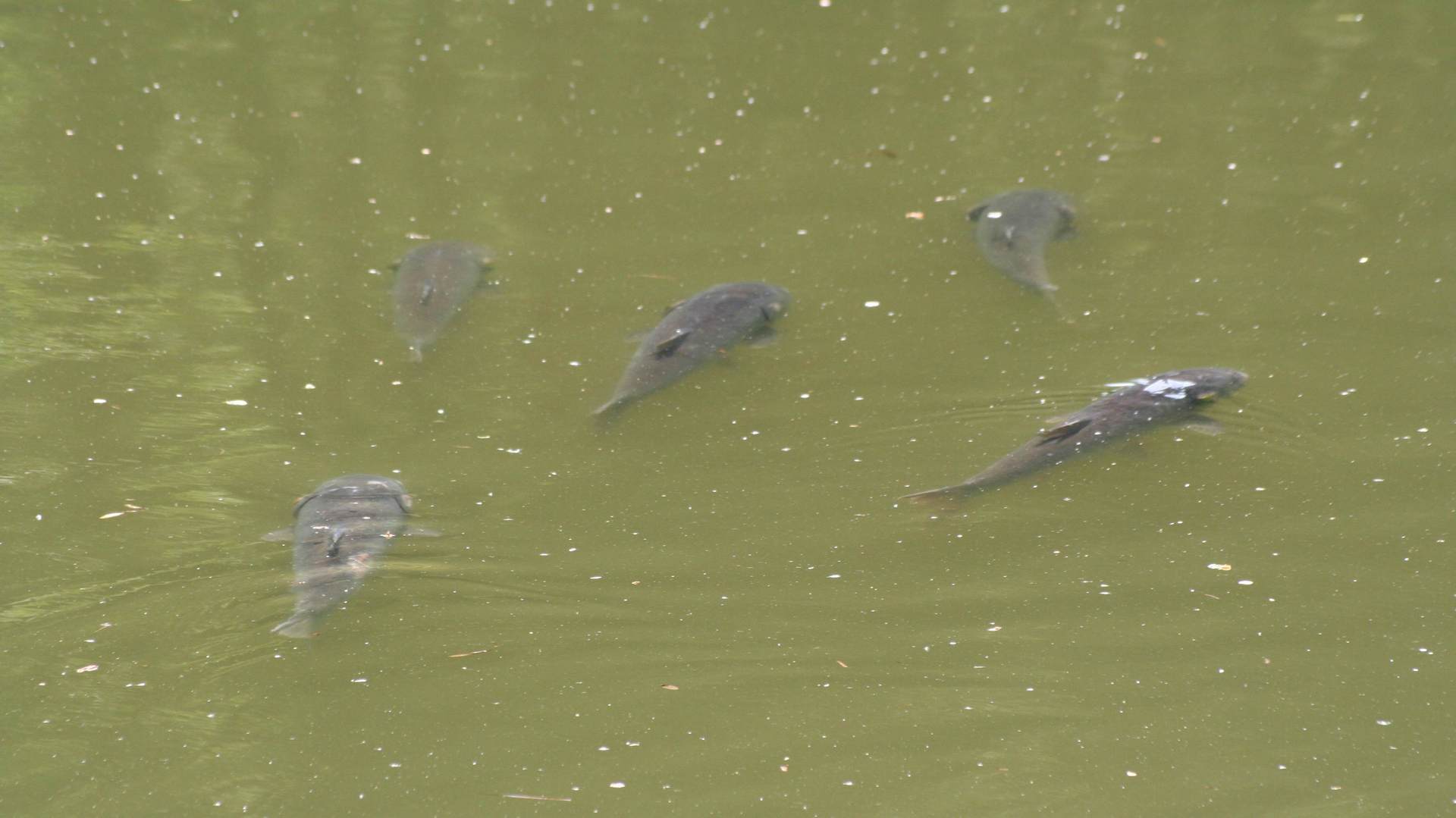  Karpfen sonnen sich im Wasser.