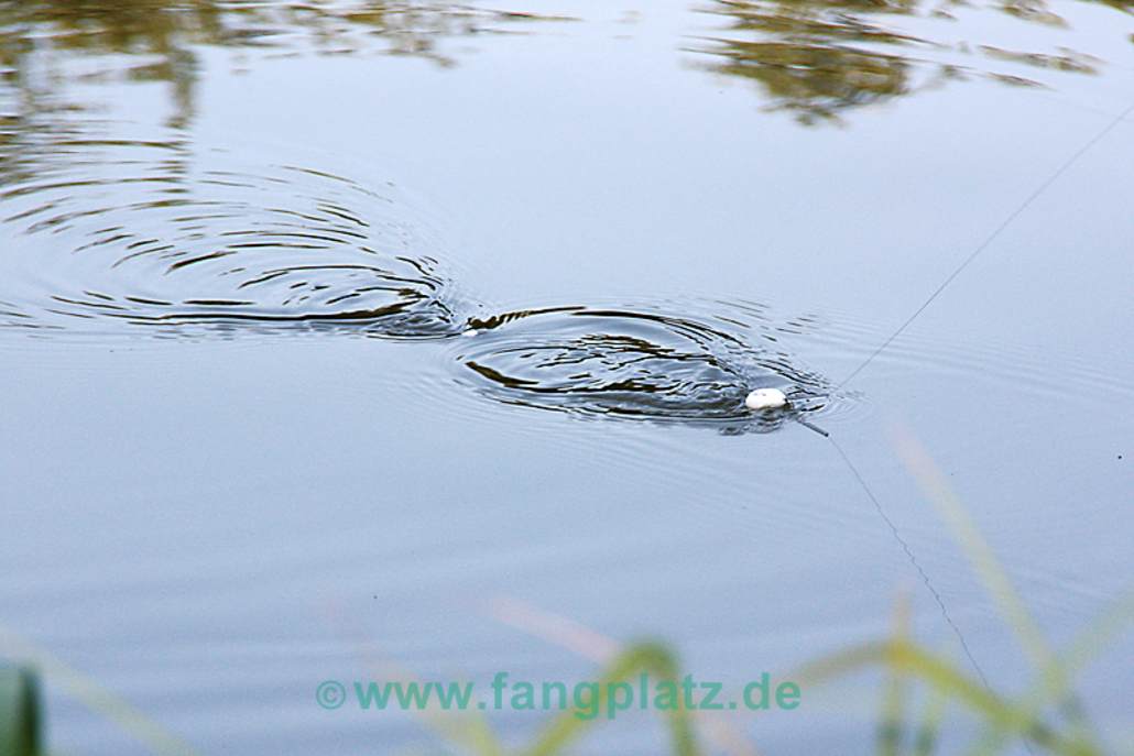 Forellensee-Forellen im Sommer trotzdem überlisten