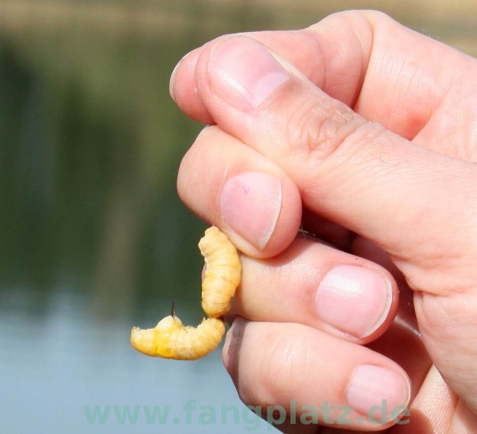  L-Form Köderung der Bienenmaden beim Bombardenangeln auf Forellen.