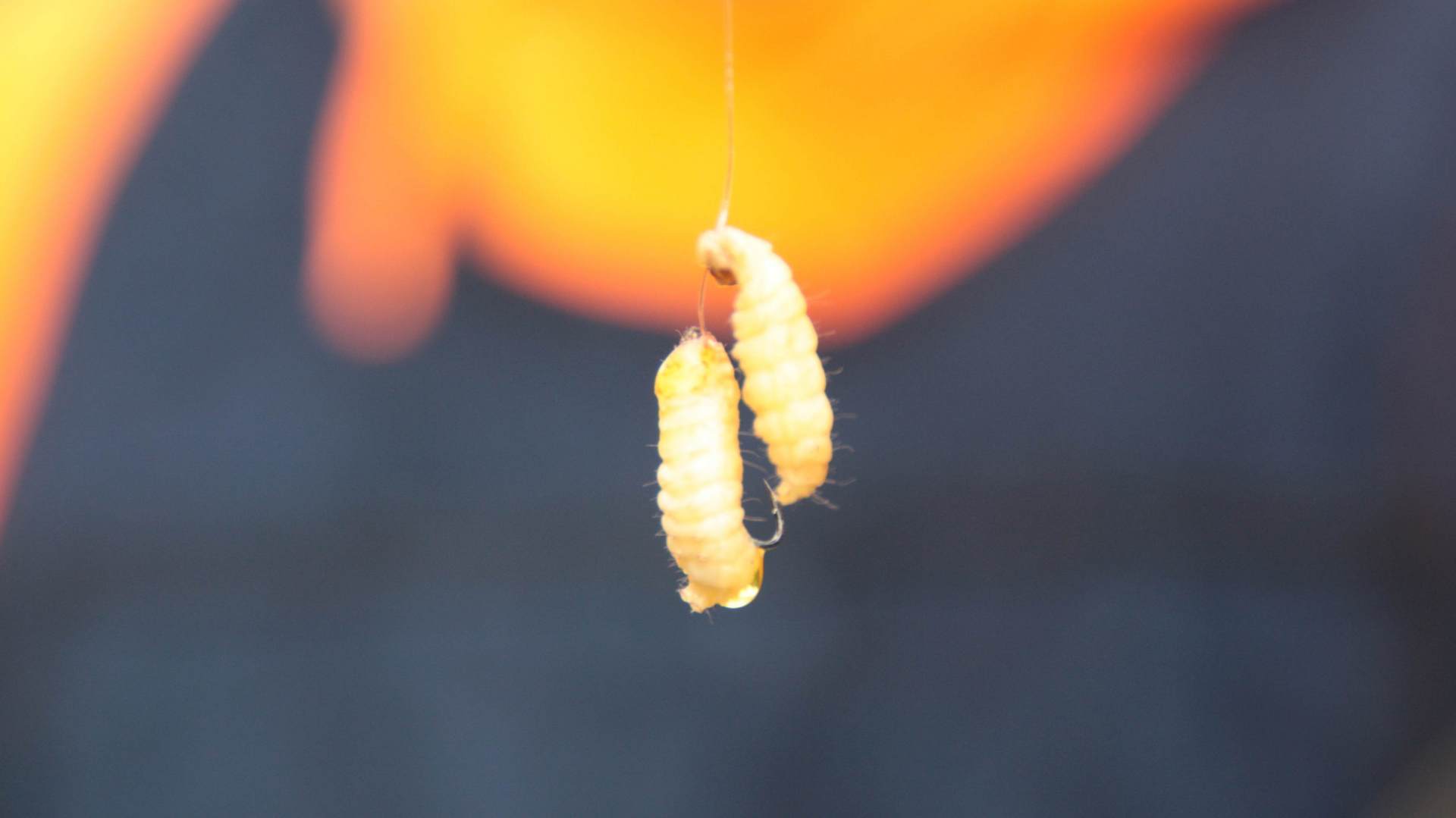  Der perfekte Bonus-Köder: Bienenmaden.