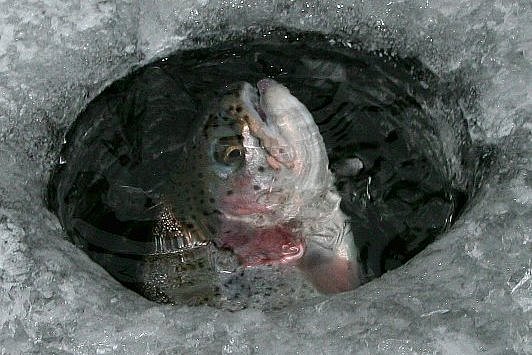 Artikel Eisangeln: Viele zieht es jetzt aufs Eis.