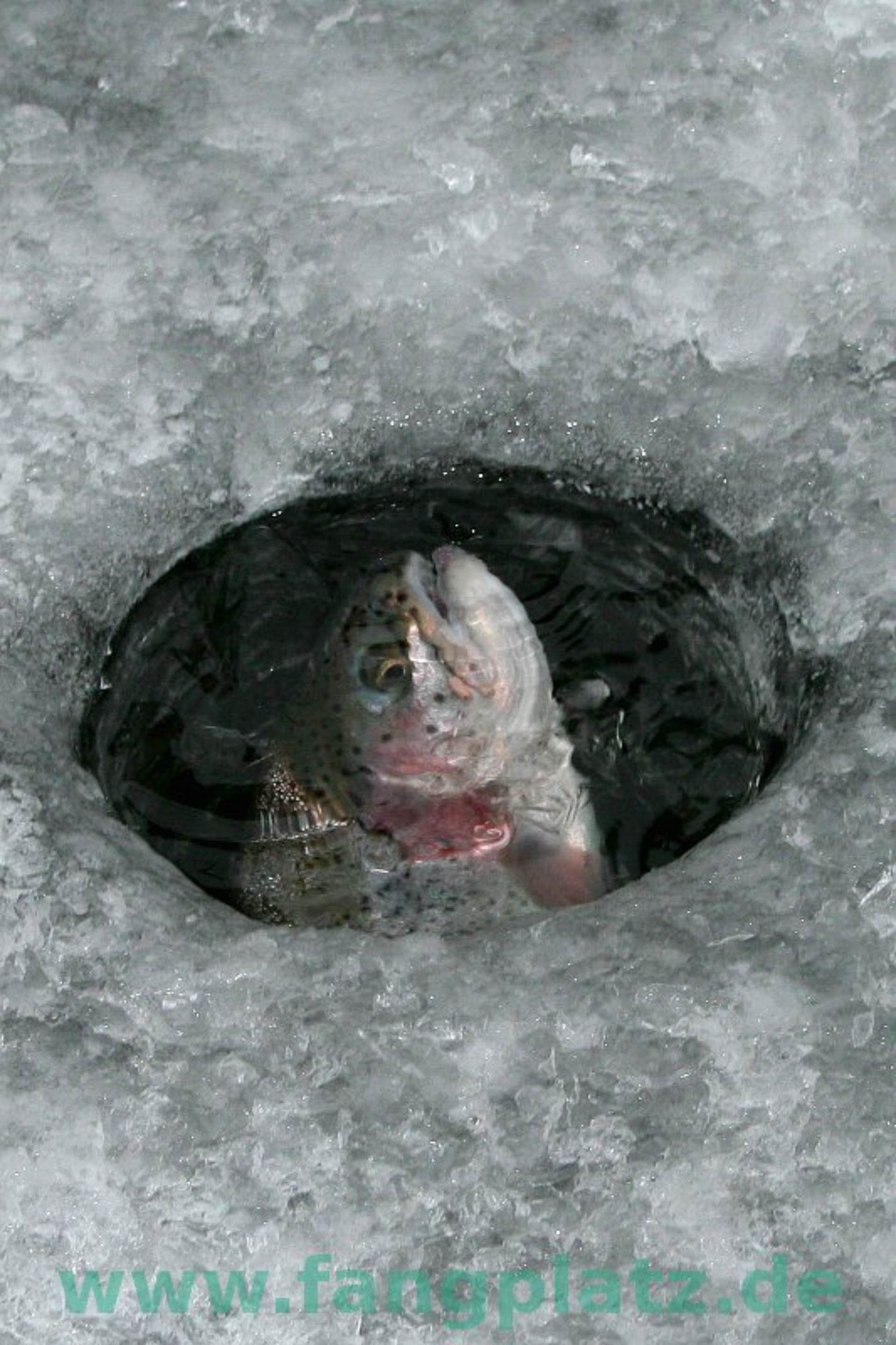  Eisangeln - Forelle im Eisloch.