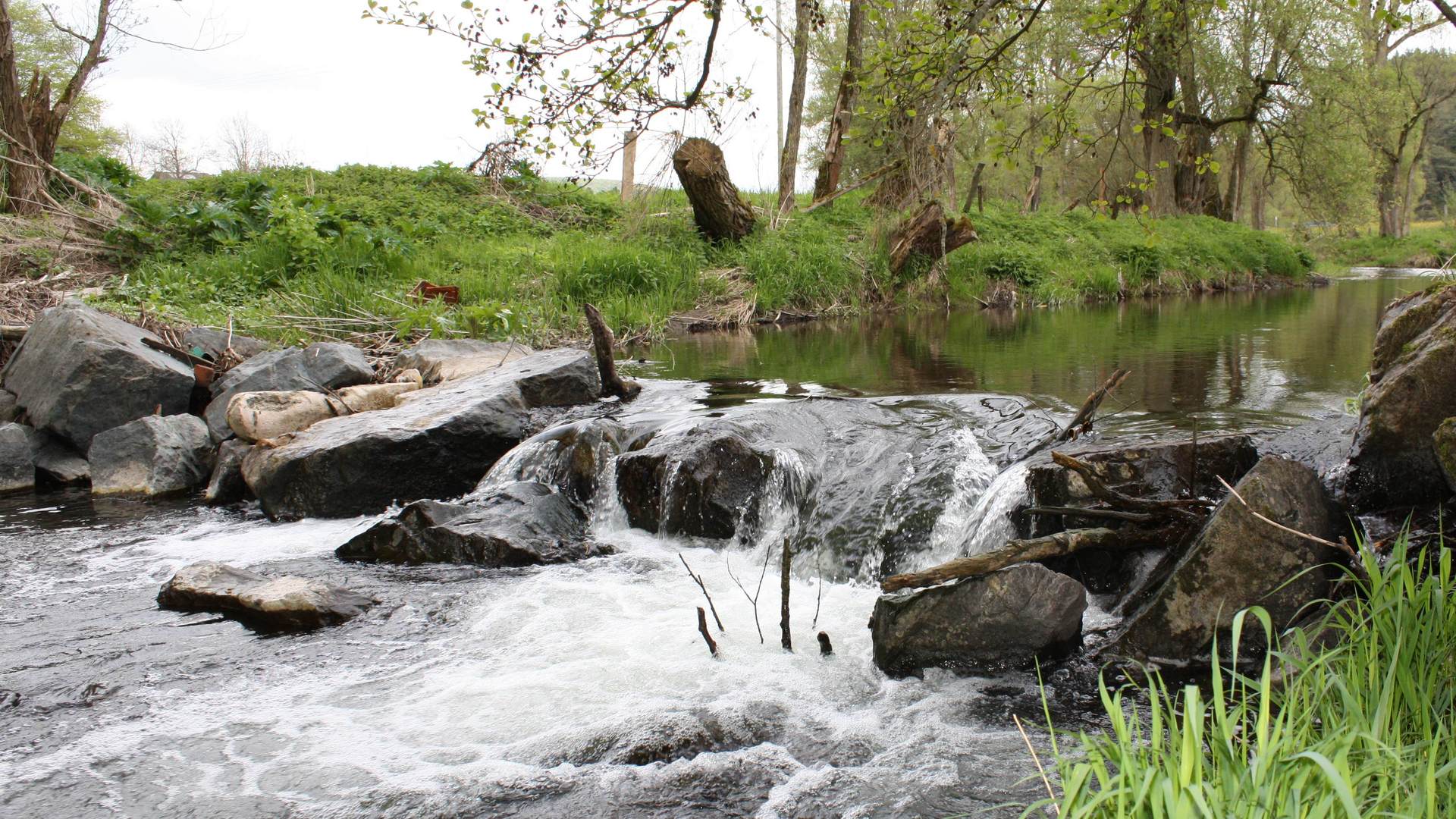  Wehre im Bach sind Fischmagnete. 