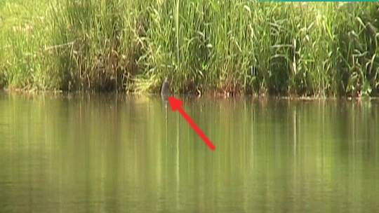 Video: Graskarpfen fressen vom Ufer die überhängenden Grashalme.