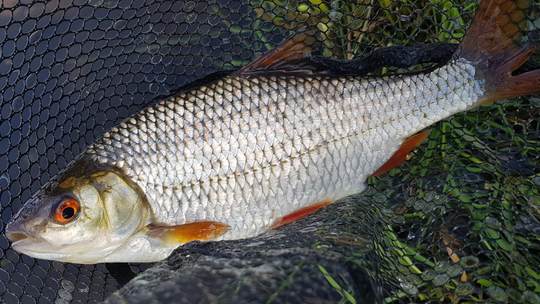 5 Tipps: Mehr Rotaugen im Fluss fangen | fangplatz.de