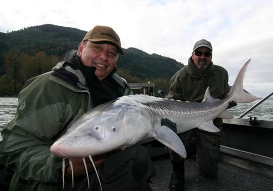 Tag 8 - Kanada: Reisetagebuch vom Stör- und Lachsangeln im Fraser River