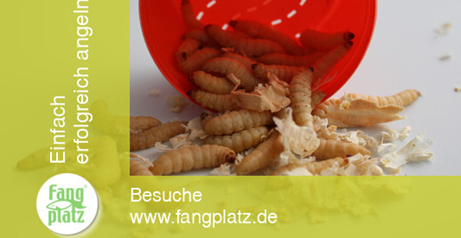 Bienenmaden richtig angek&ouml;dert