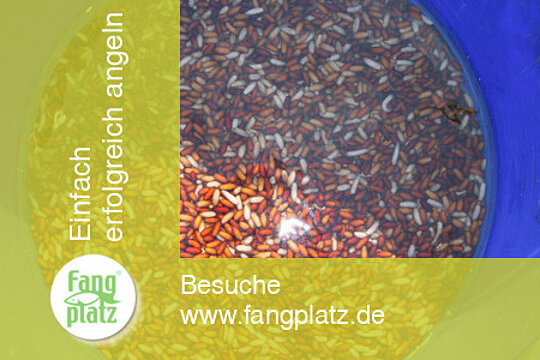 Perfektes Castern mit der Stange im Fluss: So klappt es