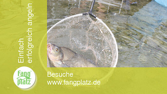 Feedern: strategisch Brassen fangen