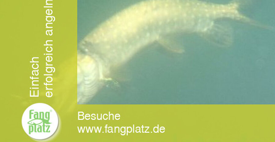 Sommerhechte: Die Beisszeiten