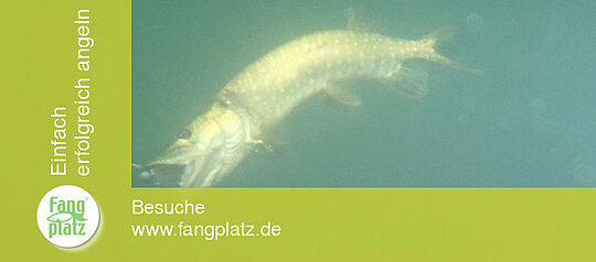 Sommerhechte: Die Beisszeiten