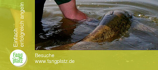 Rechtsfrage: Zur&uuml;cksetzen von gefangenen Fischen "Catch & Release"