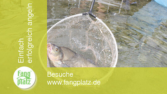 Feedern: strategisch Brassen fangen