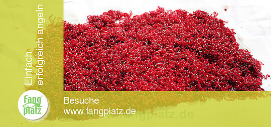Zuckmückenlarven halten und pflegen (1/2)