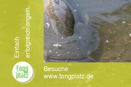 Wallerangeln in Deutschland im Baggersee (Teil 3)