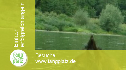 Der Barben-Tanz im F&uuml;nf-Minuten-Takt...