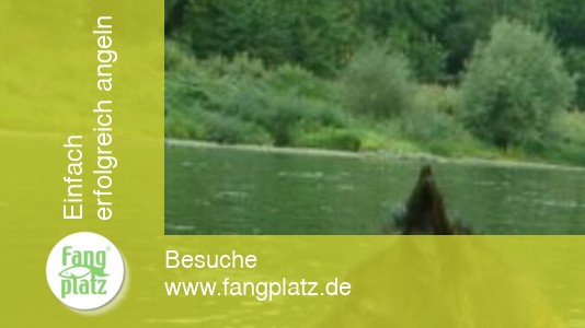 Der Barben-Tanz im Fünf-Minuten-Takt... Der Barben-Tanz im Fünf-Minuten-Takt...