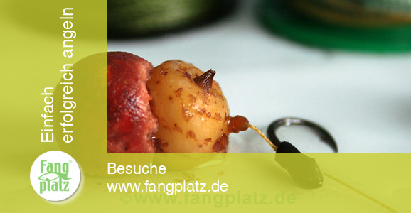 So werden Tigernüsse zum Karpfenangeln zubereitet So werden Tigernüsse zum Karpfenangeln zubereitet