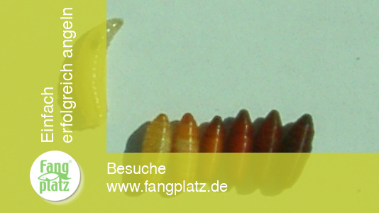 So werden aus Maden gute Caster