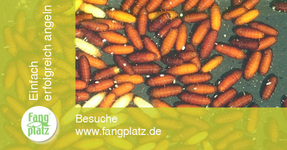 So werden aus Maden gute Caster