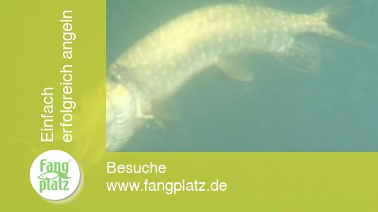 Sommerhechte: Die Beisszeiten