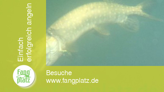 Sommerhechte: Die Beisszeiten