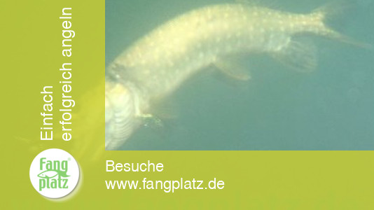 Sommerhechte: Die Beisszeiten