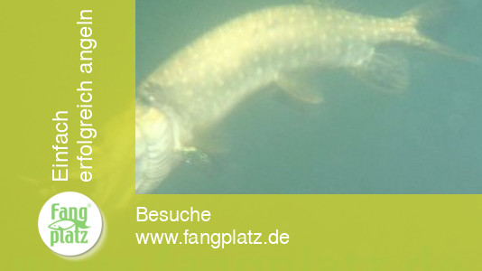 Sommerhechte: Die Beisszeiten Sommerhechte: Die Beisszeiten