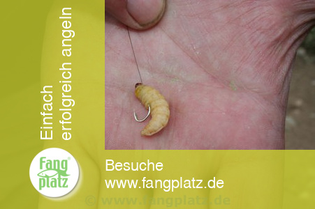 Forellen mit Bienemaden fein "gestippt"