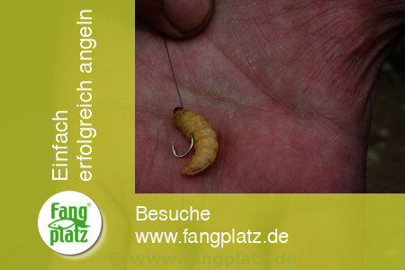 Forellen mit Bienemaden fein "gestippt"