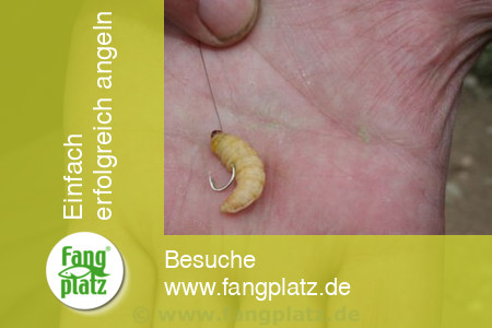 Forellen mit Bienemaden fein "gestippt"