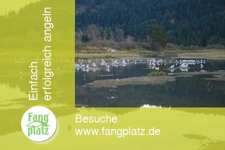 Tag 6 - Kanada: Reisetagebuch vom St&ouml;r- und Lachsangeln im Fraser River