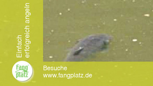 Standplätze der Karpfen effizient finden | Fangplatz.de Standplätze der Karpfen effizient finden | Fangplatz.de