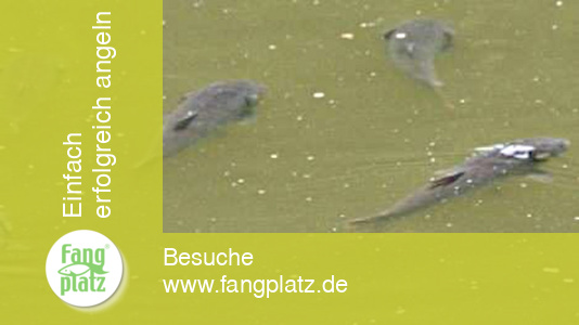 Standplätze der Karpfen effizient finden | Fangplatz.de Standplätze der Karpfen effizient finden | Fangplatz.de