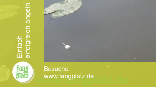 Maracas (1) &ndash; Hitzeschlacht auf Forellen