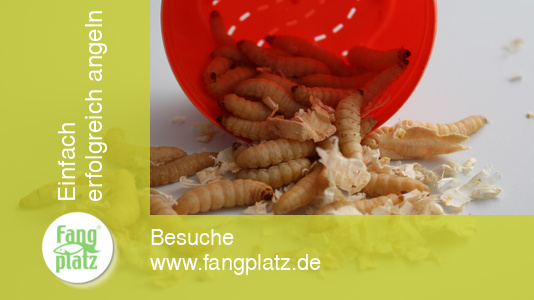 Bienenmaden richtig angeködert Bienenmaden richtig angeködert