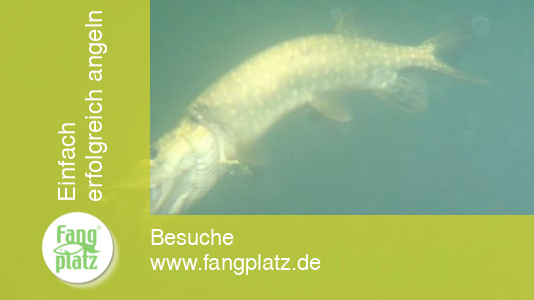 Sommerhechte: Die Beisszeiten