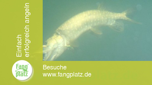 Sommerhechte: Die Beisszeiten Sommerhechte: Die Beisszeiten