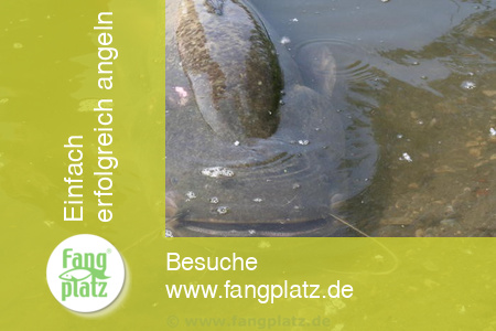 Wallerangeln in Deutschland im Baggersee (Teil 3)