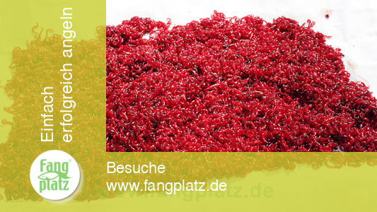 Zuckm&uuml;ckenlarven halten und pflegen (1/2)