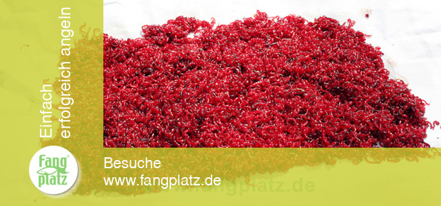 Zuckmückenlarven halten und pflegen (1/2) Zuckmückenlarven halten und pflegen (1/2)