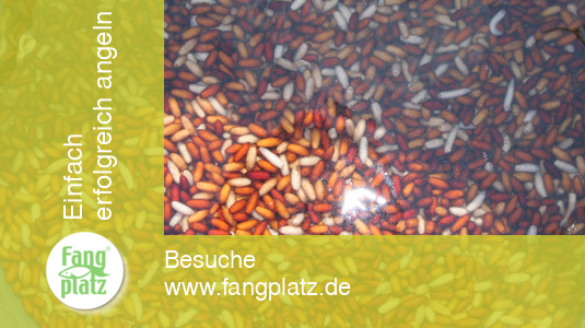 Perfektes Castern mit der Stange im Fluss: So klappt es