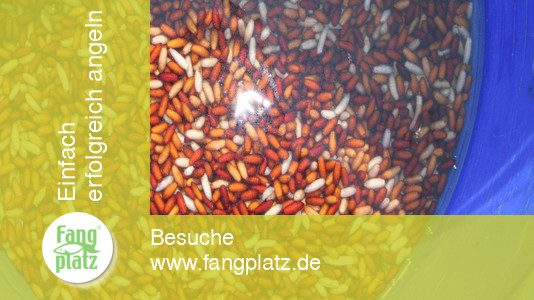 Perfektes Castern mit der Stange im Fluss: So klappt es