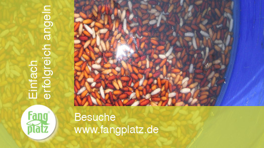 Perfektes Castern mit der Stange im Fluss: So klappt es