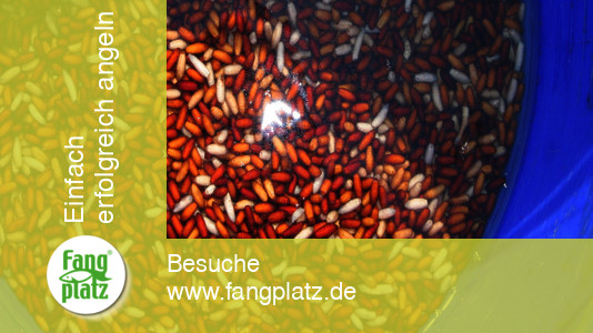 Perfektes Castern mit der Stange im Fluss: So klappt es